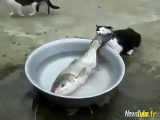 le chat plus gros que le ventre LOL