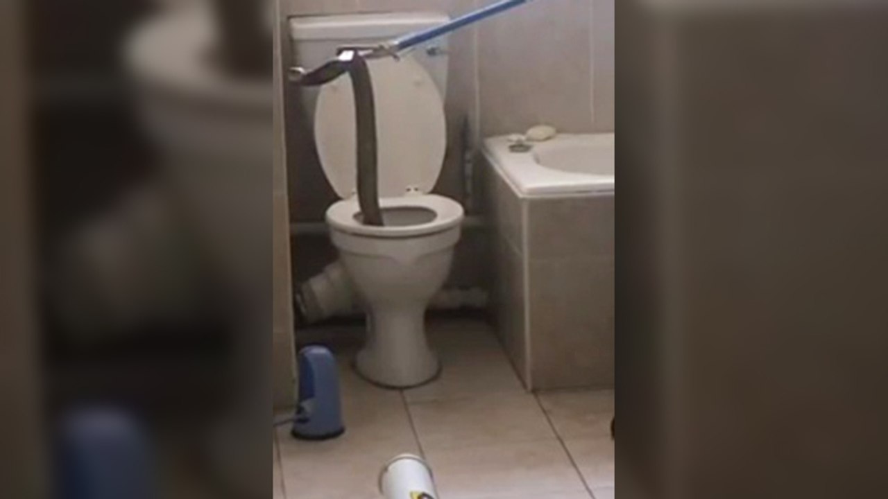 Un cobra retrouvé dans des toilettes