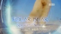 Polar Bear  Spy on the Ice- Polar Bear Eating Seal