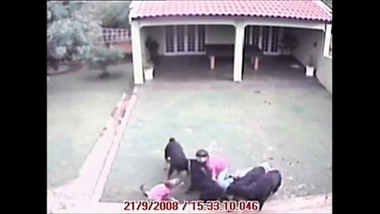 Rottweilers attack small dog and his owner! CCTV footage! WAW