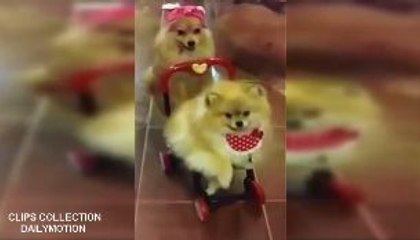 Sweet Puppy- Top Fails and Funny Compilation November 2016