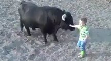 OMG Brave Kid Playing With Fighting Bull