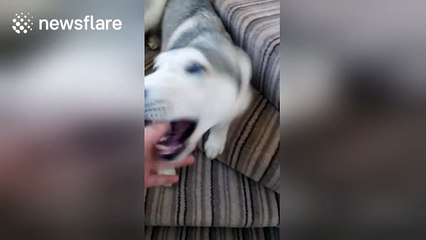 Husky says 'I love you' to owner