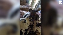 Monkey Tries To Scratch Spots Off Dalmation