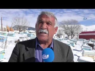 Kar Altında Kışlatma, Arının Ömrünü Uzatıyor