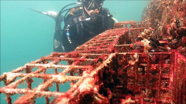 Ecocean : Prix entreprises et environnement 2016 - Grand prix biodiversité