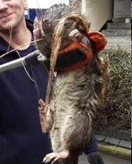 RATO GIGANTE apanhado perto de PARQUE INFANTIL!