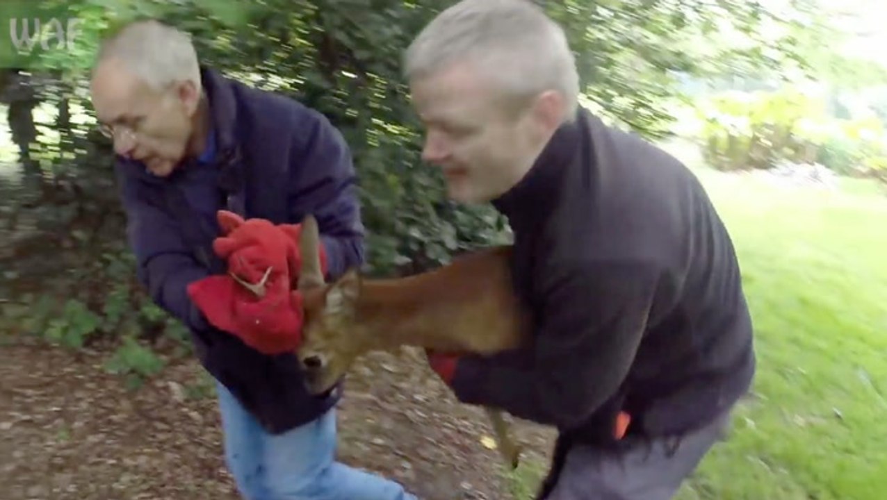 When Animals Don't Want To Be Rescued... H...