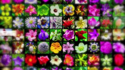 ♥ Самые красивые цветы в мире! ♥