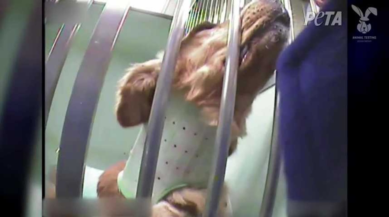 Des chiens en grande souffrance dans un laboratoire financé par le Téléthon