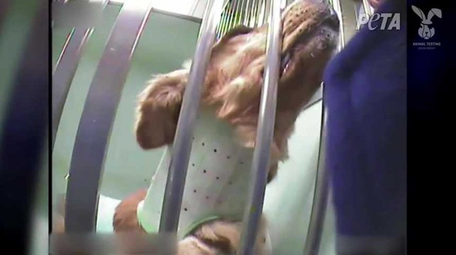 Des chiens en grande souffrance dans un laboratoire financé par le Téléthon