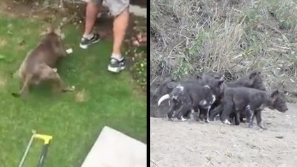 Dog Helps With Tree Removal & Wild Puppies Emerge For First Time