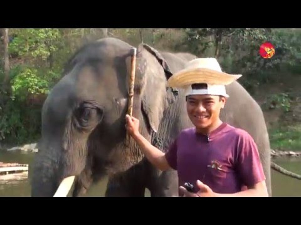 Maetaeng Elephant Park