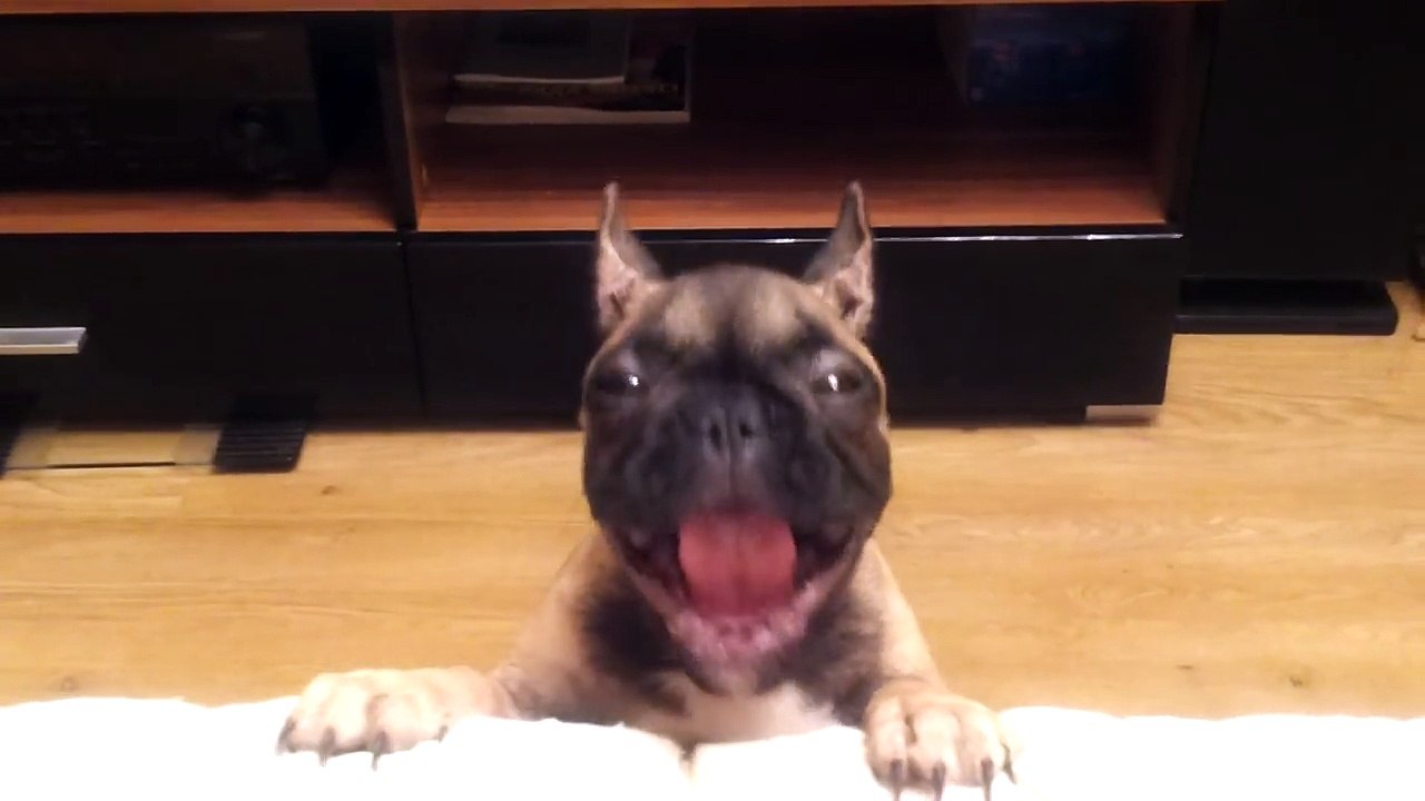 Son maître lui demande à plusieurs reprises de descendre du canapé, mais ce que fait le chien vous fera mourir de rire