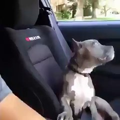 How to scare your dog