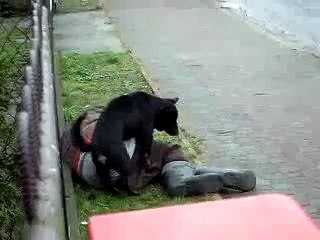 perro se tira a bagabundo