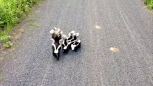 Un cycliste est très surpris de se retrouver face à une famille de putois