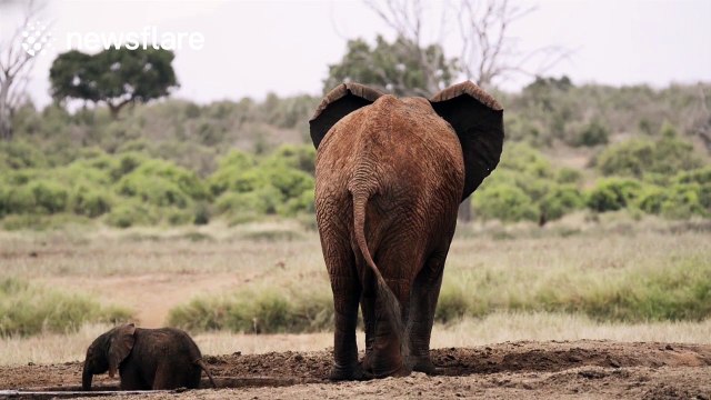Rescued baby elephant is reunited with mum after getting stuck in pond
