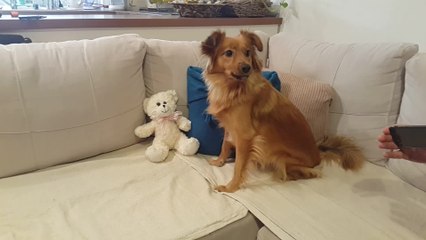 Funny dog hilariously howls along to music notes