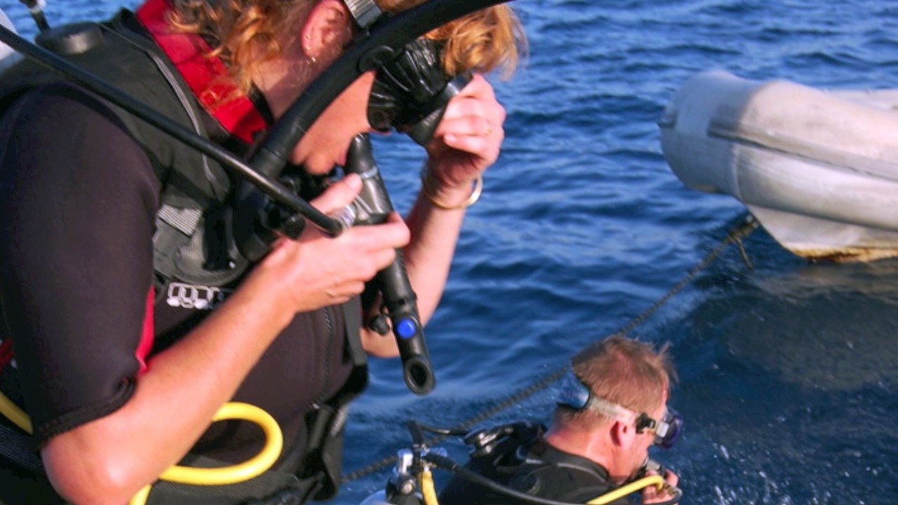 voyages à la rencontre des dauphins libres...quelques instants de bonheur