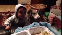 Mamma chiede al figlio di dire “mamma” ma il cane lo anticipa per aggiudicarsi il cibo