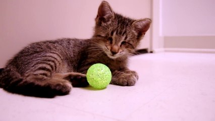 Gatinho cego recebe brinquedos pela primeira vez