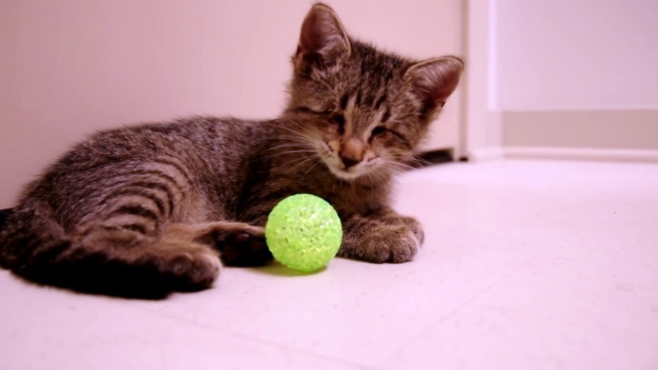 Gatinho cego recebe brinquedos pela primeira vez