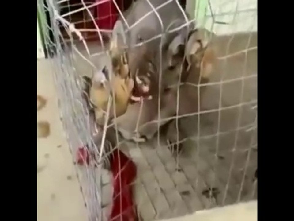 Alien Creature Caught