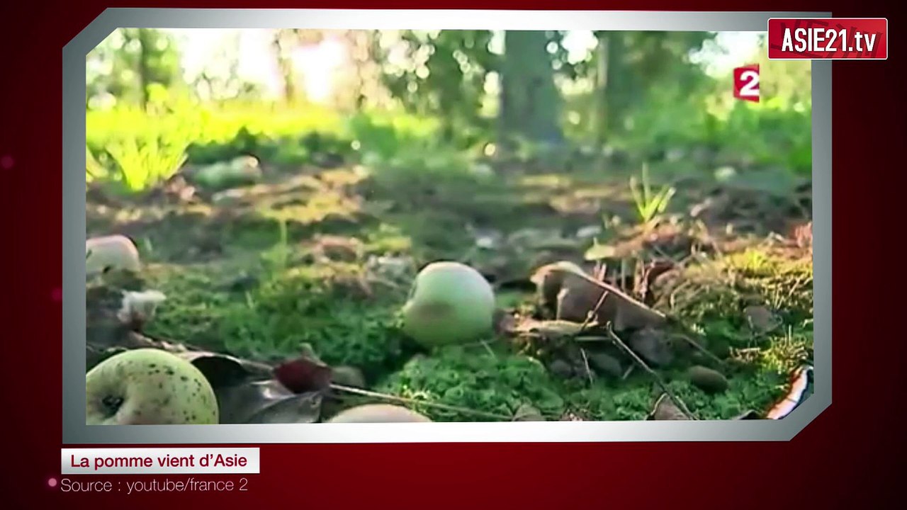La pomme vient d’Asie