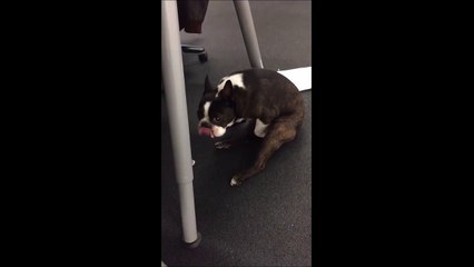 Ce chien se touche en plein milieu d'un bureau ... C'est comme ça que tu bosses?!
