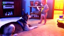 Funny cats , Dogs and babies playing together - Cute Dog & cat &