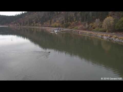 Drone Footage Captures Bear Swimming in Klamath Lake