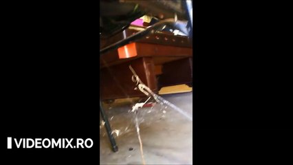 Un PĂIANJEN URIAȘ a prins în pânza sa UN ȘARPE. Ce se întâmplă mai departe este ÎNFRICOȘĂTOR!