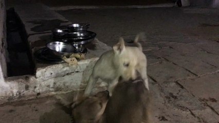 Funny Puppies And Cute Puppy Videos// two puppies danger fight