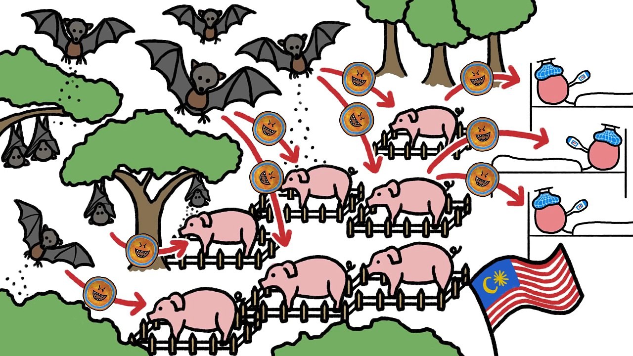 Why do Bats Transmit so many Diseases like Ebola?