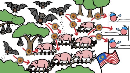 Why do Bats Transmit so many Diseases like Ebola?