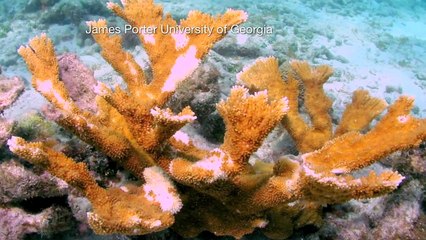 Reverse Zooosis: How Human Disease kills Animals