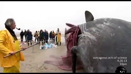 Dead Whale Explosion on Dutch Beach