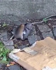 Güvercini Avlayan Fare