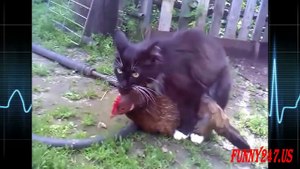 Amazing Cat Want To Mate With Chicken