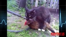 Amazing Cat Want To Mate With Chicken