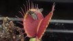 Venus Flytrap Plant Dramatically Swallows Unprepared Fly