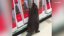 Beaver 'Arrested' While Holiday Shopping