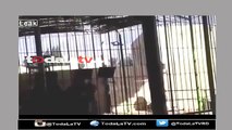 Impactante! León mata a domador en un circo Egipcio-Video