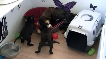 86ème vidéo Les chiots de STAFFORDLAND