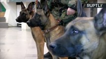 First Ever Cloned Sniffer Dogs Report for Duty