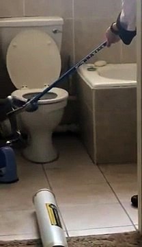 Un homme retrouve un cobra dans ses toilettes