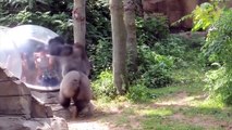 Zoo Animals Attacks ★ Zoo Animals Getting Angry! [Funny Pets]
