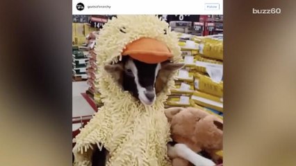 Adorable Goat In A Duck Costume Goes Viral
