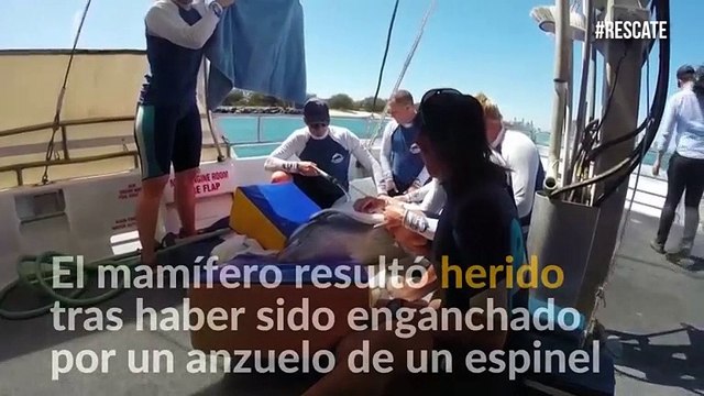 ¡Libre de nuevo! El conmovedor rescate de delfín que resultó herida por anzuelo